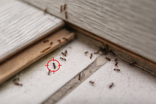 Best Flea Control Services  in North El Monte, CA