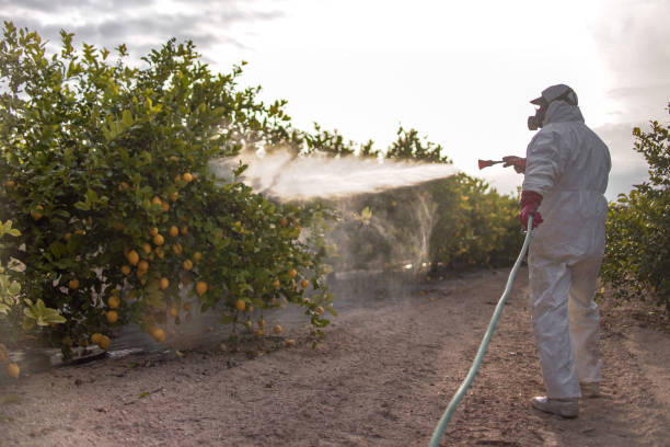 Wasp Removal Services in North El Monte, CA